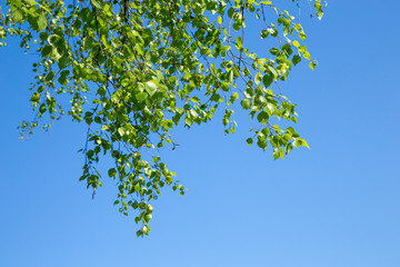Obraz premium Birch branches with the young green shining leaves hang down on blue sky background.