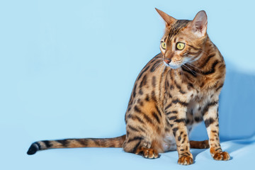 Single bengal cat on neutral blue background