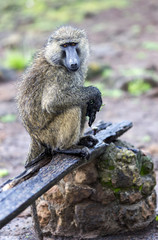 Male Olive Baboon (Papio anubis) is sits with wet wool after rain in Maasai Mara National Park, Kenya.