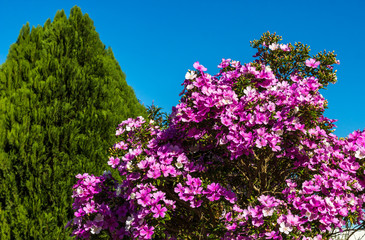 Obraz premium Árvore com flores.