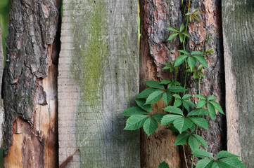 texture of old wooden fence with climbing plants