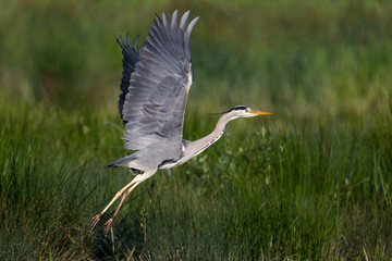 Grey heron (Ardea cinerea)