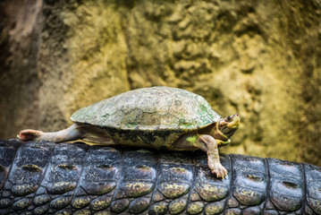 Fototapeta premium Tortoise riding on a back of a Gharial