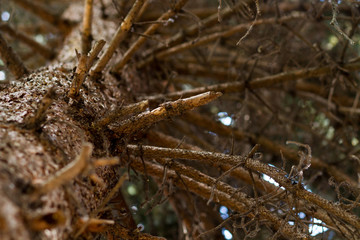 under a pine tree