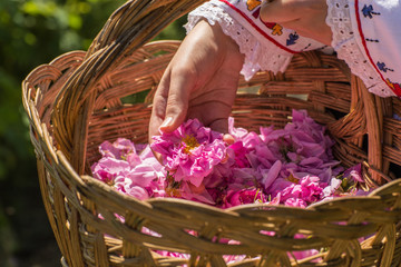 Rose picking ritual