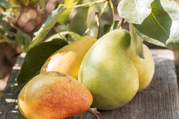 Still life of ripe juicy pears