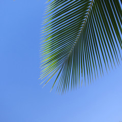 Leaf of a coco palm and cloudless, blue sky. Barra, Inhambane, Mozambique, Southern Africa
