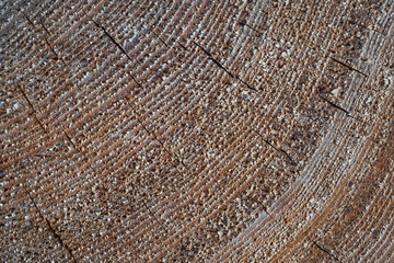 annual ring texture of old wood