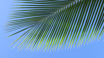 Leaf of a coco palm and cloudless, blue sky. Barra, Inhambane, Mozambique, Southern Africa