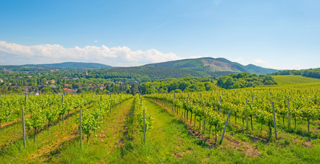 Fototapeta na wymiar Landscape of vineyards in Vienna