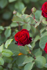 detail of red roses bush