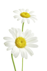 Two daisy flowers