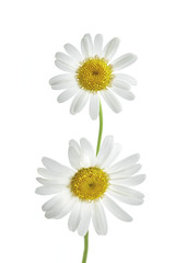 Two daisy flowers