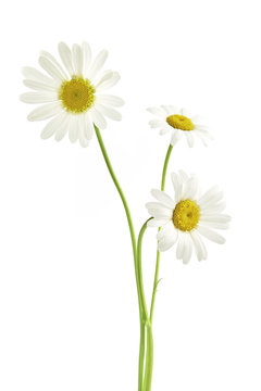 Three daisy flowers
