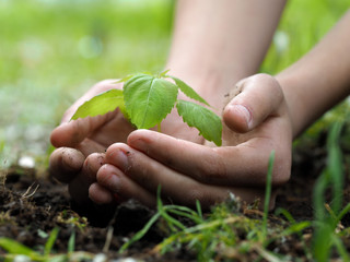 Naklejka na ściany i meble Children's hands embrace a small green plant young germ. The concept of ecology, environmental protection 
