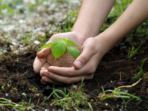 Children's hands embrace a small green plant young germ. The concept of ecology, environmental protection 