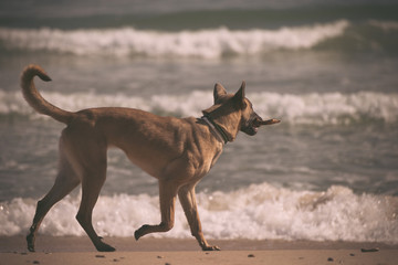 Malinois dog playing at the beach