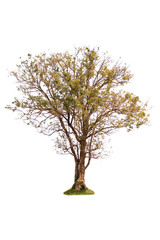 isolated deciduous tree