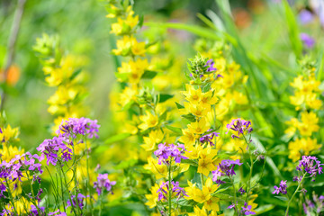 yellow and purpure flowers background