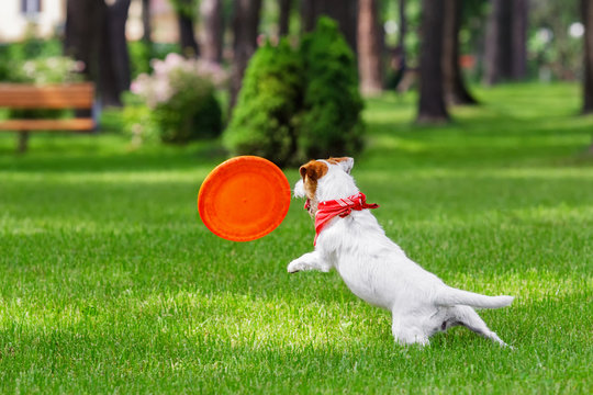 Dog Catching Frisbee. Jack Russel Terrier Pet Playing Outdoors In A Park. Dog And Toy. Animal In Motion Background.