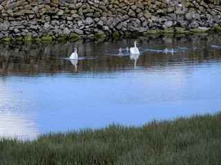 Swans in a river.