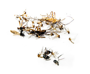 Mosquitoes and other harmful insects littering death, eliminate,