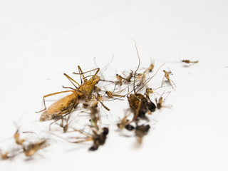 Mosquitoes and other harmful insects littering death, eliminate,