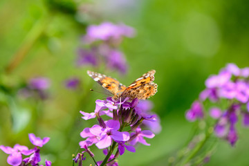 butterfly on flower
