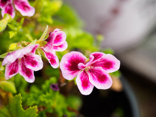 This beautiful pink geranium flower,