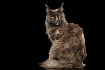 Furry Maine Coon Cat Sitting and turned back Isolated on Black Background