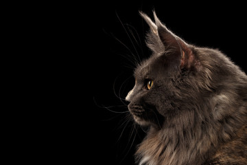 Closeup Maine Coon Cat Face in Profile view, Isolated on Black Background