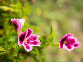 This beautiful pink geranium flower,