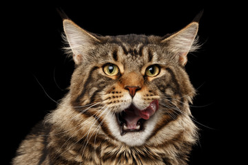 Fototapeta na wymiar Closeup Portrait of Maine Coon Cat Face in Front view Looking in Camera and Licked, Isolated on Black Background