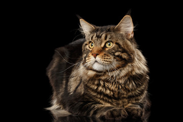 Maine Coon Cat Lying on Mirror and Looks at Side Isolated on Black Background