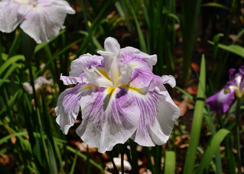 Japanese iris flower. Kyoto Japan June.
花菖蒲 
