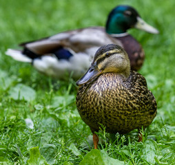 Wild duck or mallard on green grass!