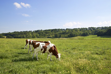 Primo piano di mucca francese © Donatella Loi
