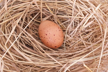 Single brown chicken egg in a nest of grass