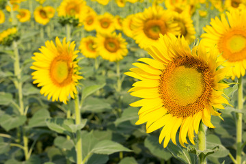 Beautiful yellow sunflower field