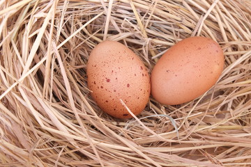 eggs in a nest of grass