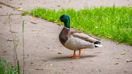 Drakes of the mallard or wild duck, have a glossy green head and are grey on wings and belly.