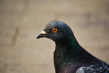 Dove on gray background the symbol of peace