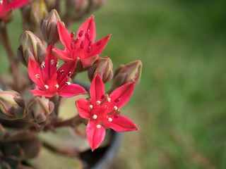 Fototapeta premium This beautiful red flowers,