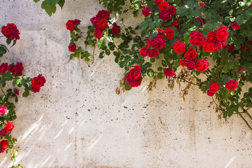 Obraz premium Frame of wild red roses in the background grunge wall, with space for text.