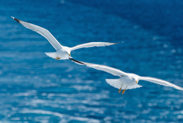 Pair of seagulls flying over the sea