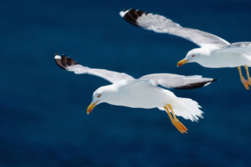Seaguls flying