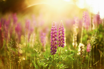 Obraz premium The lupins plant.
