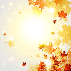 Fototapeta na wymiar Maple autumn leaves