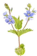 A flowering plant is Veronica