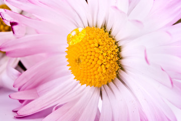 A flower is Bellis with the drop of dew